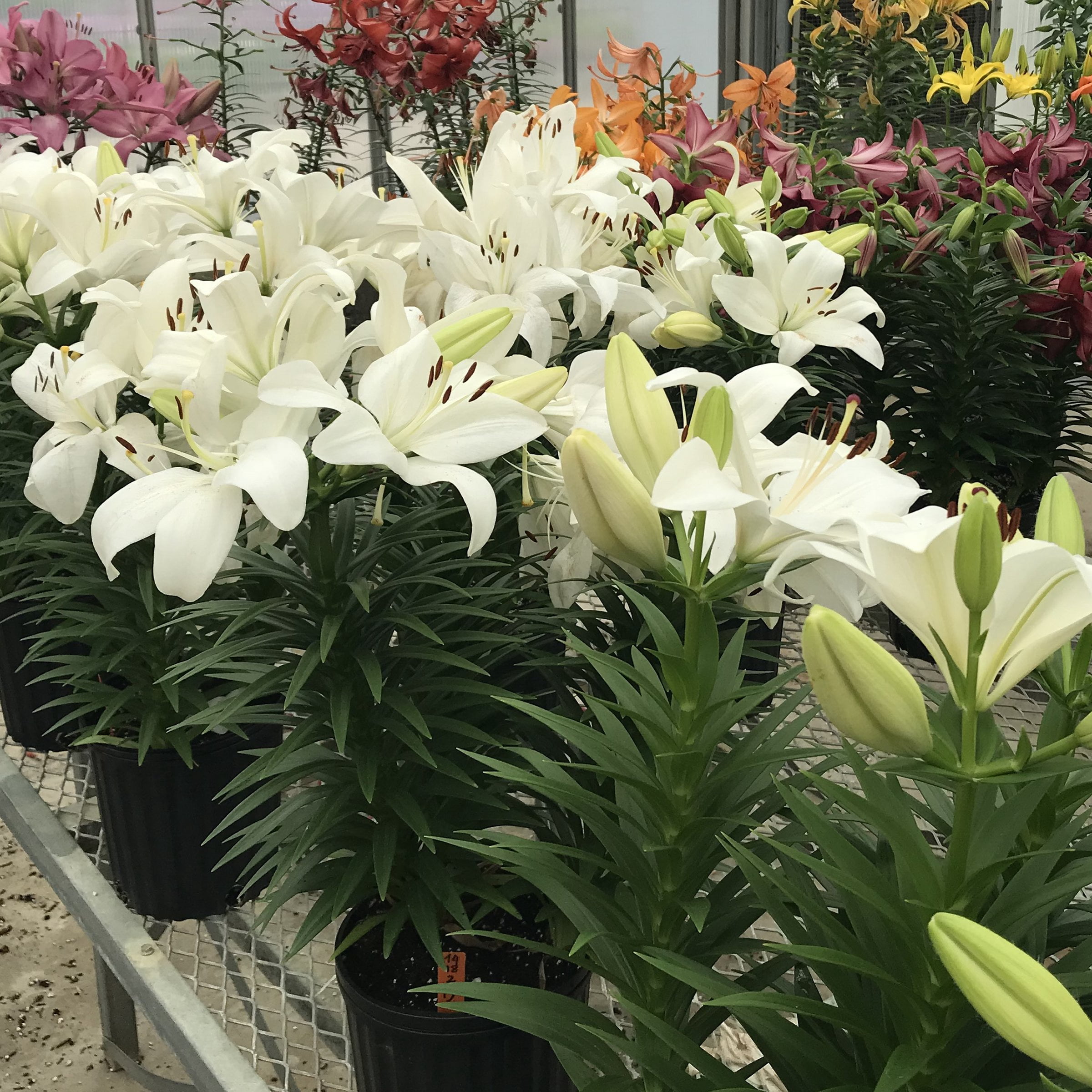 Lily Summer Snow LA Hybrid Live Perennial Bulbs (5-Pack)