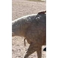 thumbnail image 2 of neck rope horse tack bridleless riding green turquoise, 2 of 3