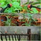 thumbnail image 3 of Kit de sistema de riego por goteo para jardín | Temporizador de riego automático | Goteros ajustables | Manguera de tubería de PVC | Juego de césped para patio con invernadero que ahorra agua, 3 of 6