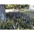 thumbnail image 6 of Classy Groundcovers, Lily Turf  'Royal Purple', Lilyturf, Border Grass, Monkey Grass (flat of 18 Pots, 3 1/4 inch square), 6 of 9