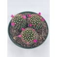 thumbnail image 3 of Old Lady Cactus, 6 inch, Mammillaria hahniana, Crown of Flowers, 3 of 8