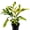 1 Plant, variant on Green Shell Ginger - 1 Live Starter Plant - Alpinia Zerumbet - Bold Tall Layered Houseplant