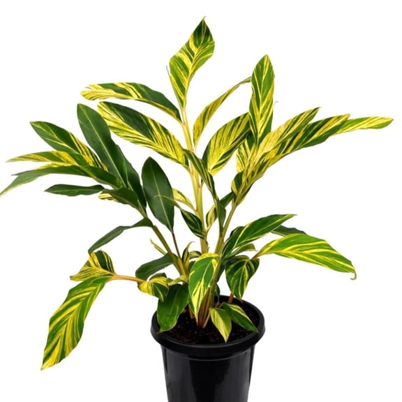 Green Shell Ginger - 1 Live Starter Plant - Alpinia Zerumbet - Bold Tall Layered Houseplant