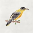 thumbnail image 3 of Wang, Melissa 12x12 Black Modern Framed Museum Art Print Titled - Bird Sketch VI, 3 of 5
