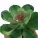 thumbnail image 3 of El adorno de plantas suculentas de terrario de reptiles tus una 3 Gloria Adorno de acuario, 3 of 7