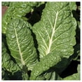 thumbnail image 2 of Everwilde Farms - 1/4 lb Fordhook Swiss Chard Seeds - Gold Vault Bulk Seed Packet, 2 of 3