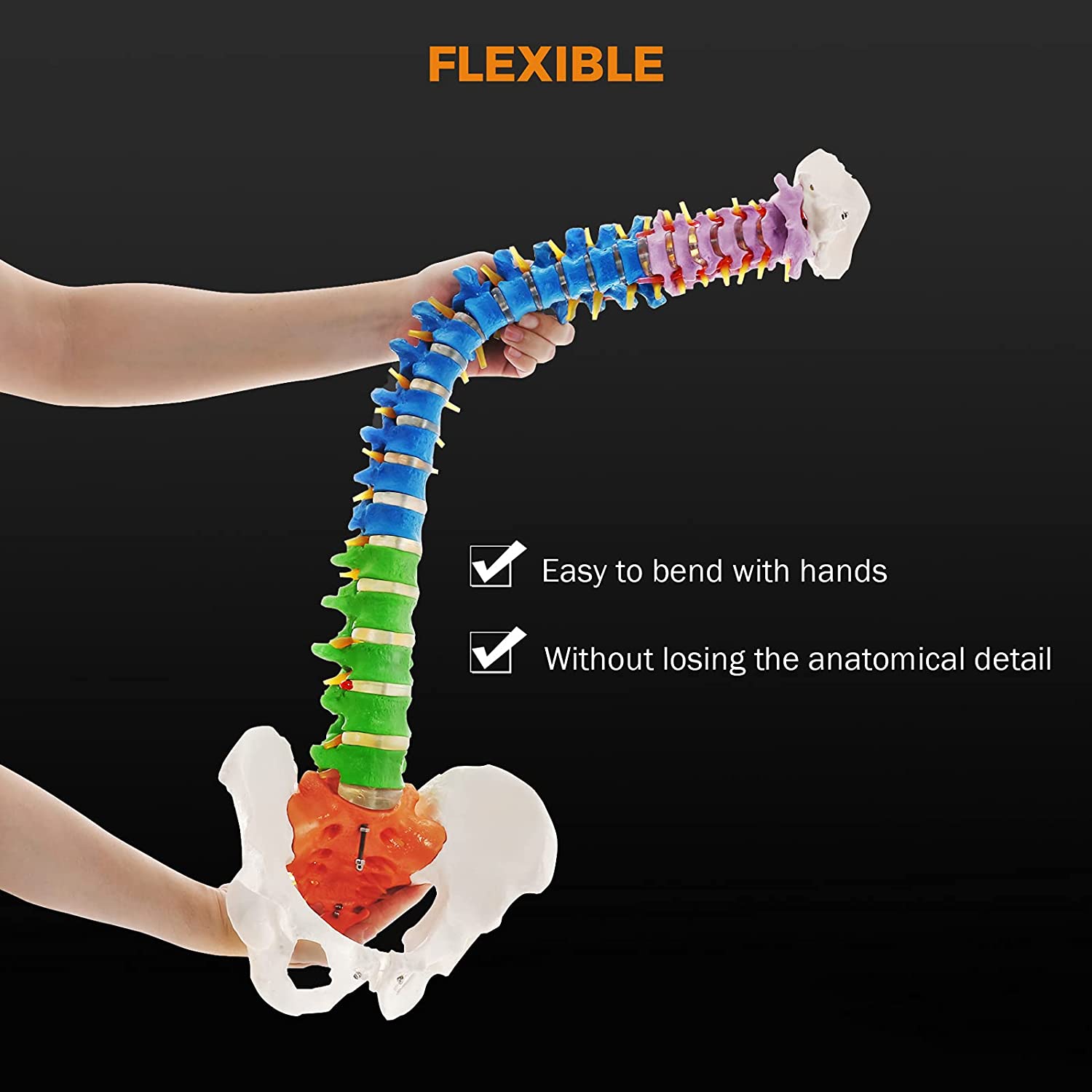 Buy Flexible Anatomy Spine Model 85cm/33.46in Bendable with Holder