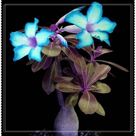 Desert Rose plant, Blooms - Easy Care, No Watering Needed, Sweet and charming,-Beautiful holiday decorations,