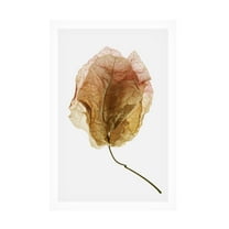 Trademark Fine Art Shot by Clint Bougainvillea Study No6 Canvas Wall Art