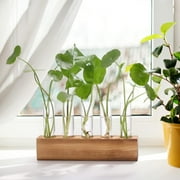 Desktop Plant Propagation Station, Dingrich 5 Glass Test Tube Plant Terrarium with Wooden Stand for Hydroponic Plants Home Office Home Decoration