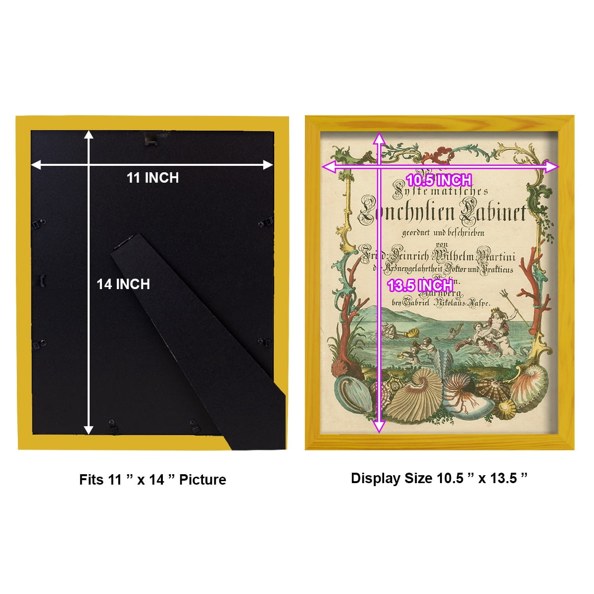 Cabinet of Conchology -Framed Print w/glass-Sunflower Yellow