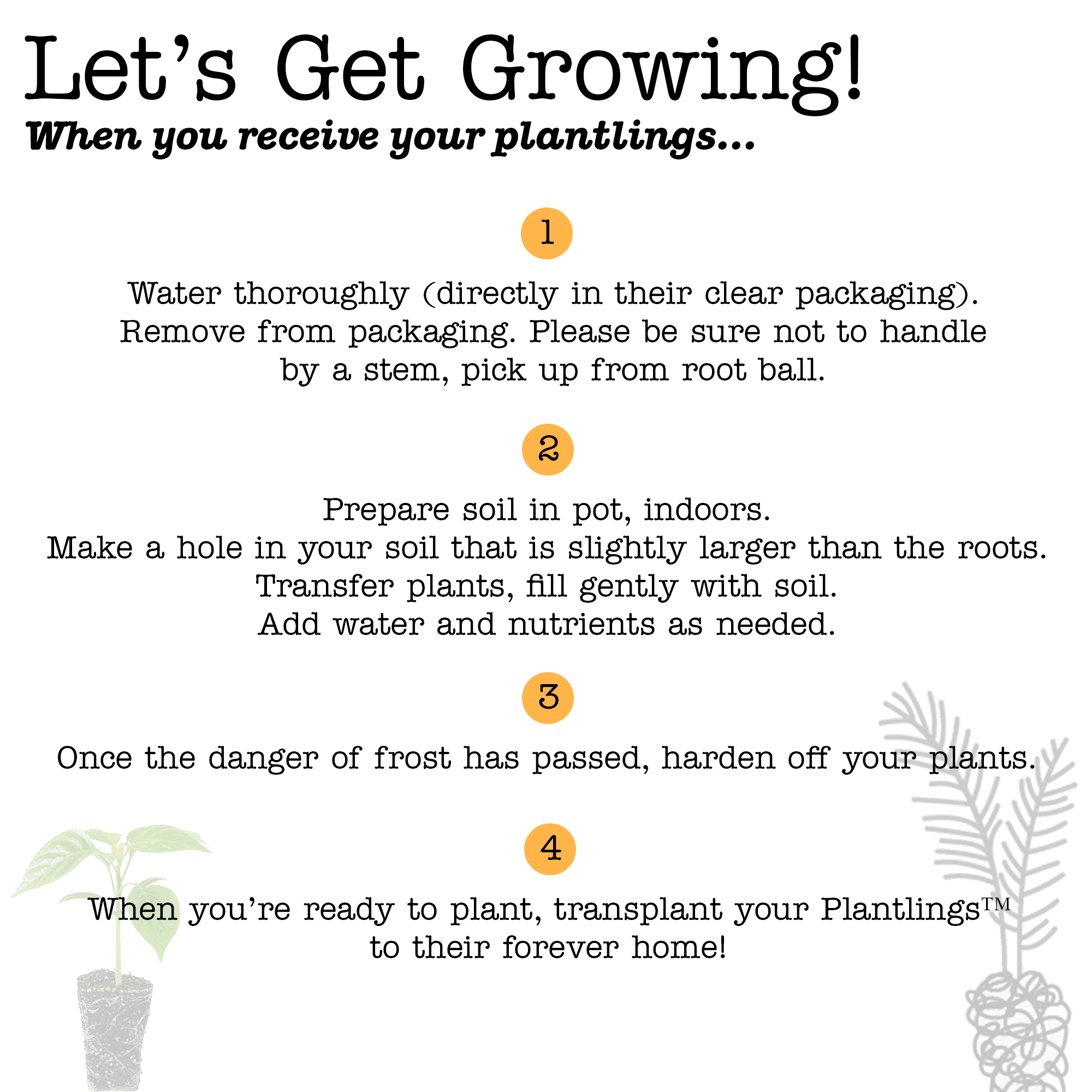 Ferry-Morse Plantlings Live Baby Plants 1-3in. Echinacea Cheyenne Spirit Coneflower, 12-Pack