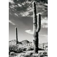 thumbnail image 2 of Unknown 18x24 White Modern Wood Framed Museum Art Print Titled - Cactus, 2 of 4