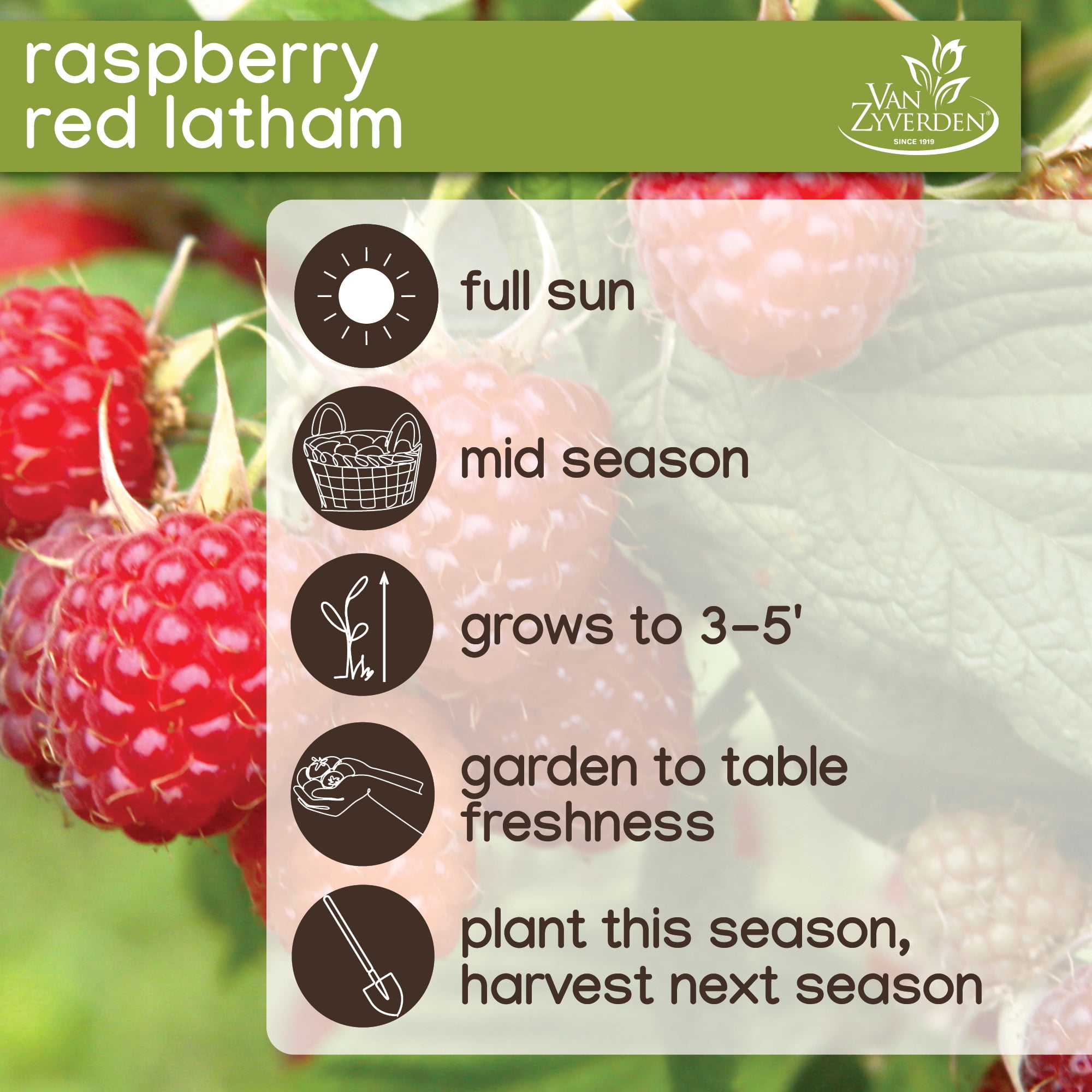 Expert Gardener Raspberry Red Latham Live Plants in Bare Pot, Edible