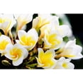 thumbnail image 2 of Thailand  Phuket  Kata Noi  Cluster Of Young Plumeria Flowers Poster Print, 2 of 2