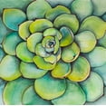 thumbnail image 2 of Atelier B Art Studio 26x26 White Modern Wood Framed Museum Art Print Titled - Watercolor Succulent Plant, 2 of 4