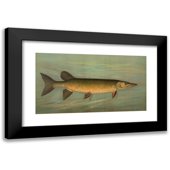 John L. Petrie 14x10 Black Modern Framed Museum Art Print Titled - The Rock Bass, Ambloplites Rupestris. (1898)