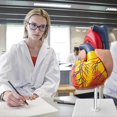 thumbnail image 3 of Human Heart Model: 1:1 Anatomical Heart Model, Detachable Human Heart Anatomical Model for Medical Lessons Heart Model, 3 of 5