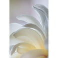 thumbnail image 3 of Mahan, Kathy 17x24 Black Modern Framed Museum Art Print Titled - White Magnolia, 3 of 5