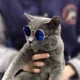 thumbnail image 3 of Gafas de sol divertidas y lindas para perros y gatos, gafas de sol de moda retro, gafas transparentes, protección para cachorros, gatos, profesores, gafas de soltero, accesorios para fotos de, 3 of 7