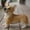 Corgi, variant on Cat Garden Statue Decorative for Yard, Grey Tabby Sleeping Cat Figurines Home Lawn Decor, Patio Kitten Tuxedo Statues Pets Memorial Ornament for Cat Lovers