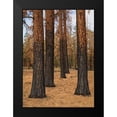 thumbnail image 2 of Hellmann, Stan 11x14 Black Modern Framed Museum Art Print Titled - Ponderosa Forest after Fire, 2 of 5