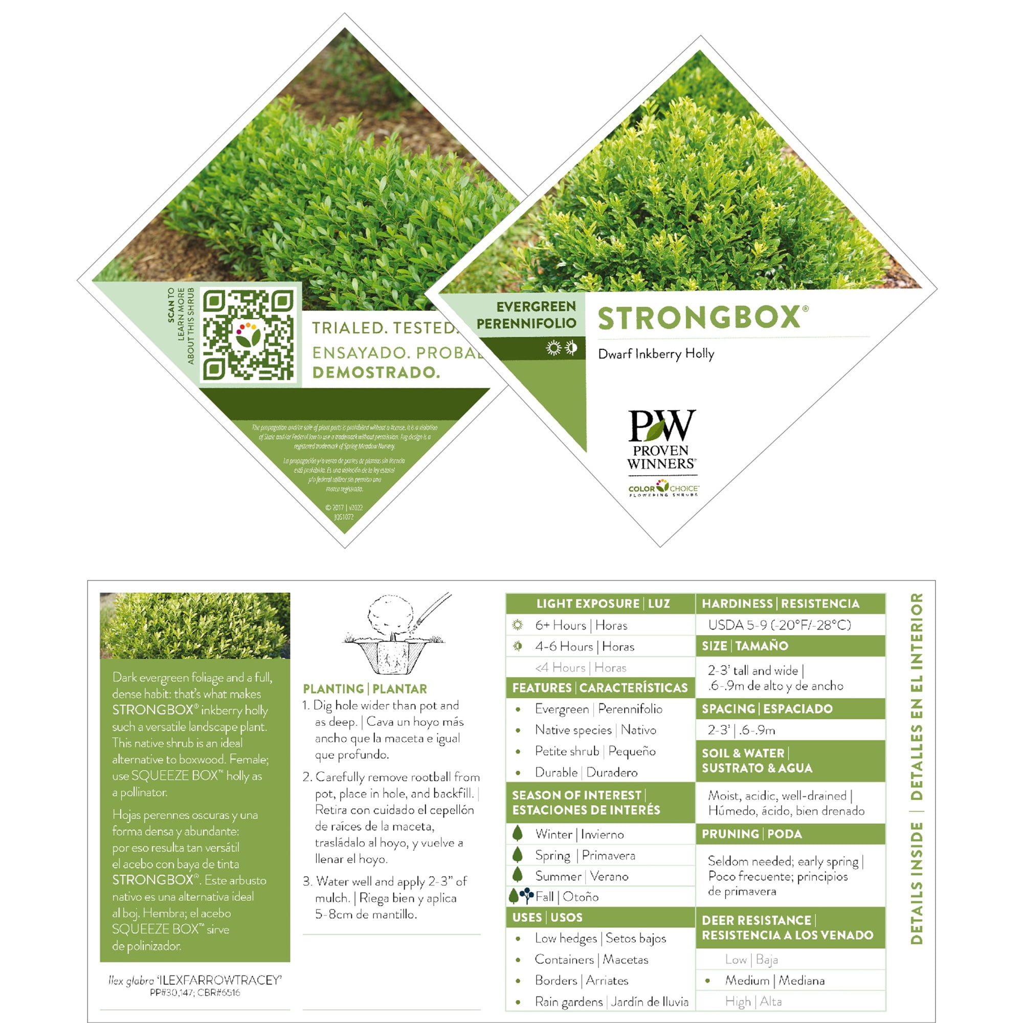 Proven Winners ColorChoice Strongbox Holly Live Shrub (2 Gallon)
