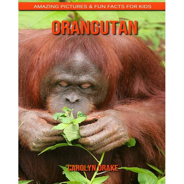  Orangutan  Amazing Pictures Fun  Facts  for Kids 