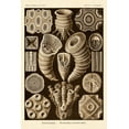 thumbnail image 2 of Haeckel, Ernst 23x32 White Modern Wood Framed Museum Art Print Titled - Haeckel Nature Illustrations: Tetracoralla, Coral - Sepia Tint, 2 of 4