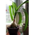 thumbnail image 3 of Rare Pregnant Onion House Plant - Ornithogalum - STRANGE - 2" Pot, 3 of 4