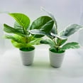 thumbnail image 2 of Decorative Artificial Bonsai Fresh Keeping Reusable No Withering Simulation Plants Home Decor, 2 of 7