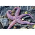 thumbnail image 2 of Engelbrecht, Jim 24x17 Black Ornate Wood Framed with Double Matting Museum Art Print Titled - Purple Star-starfish-tidal pool-Juneau-Alaska-USA, 2 of 4