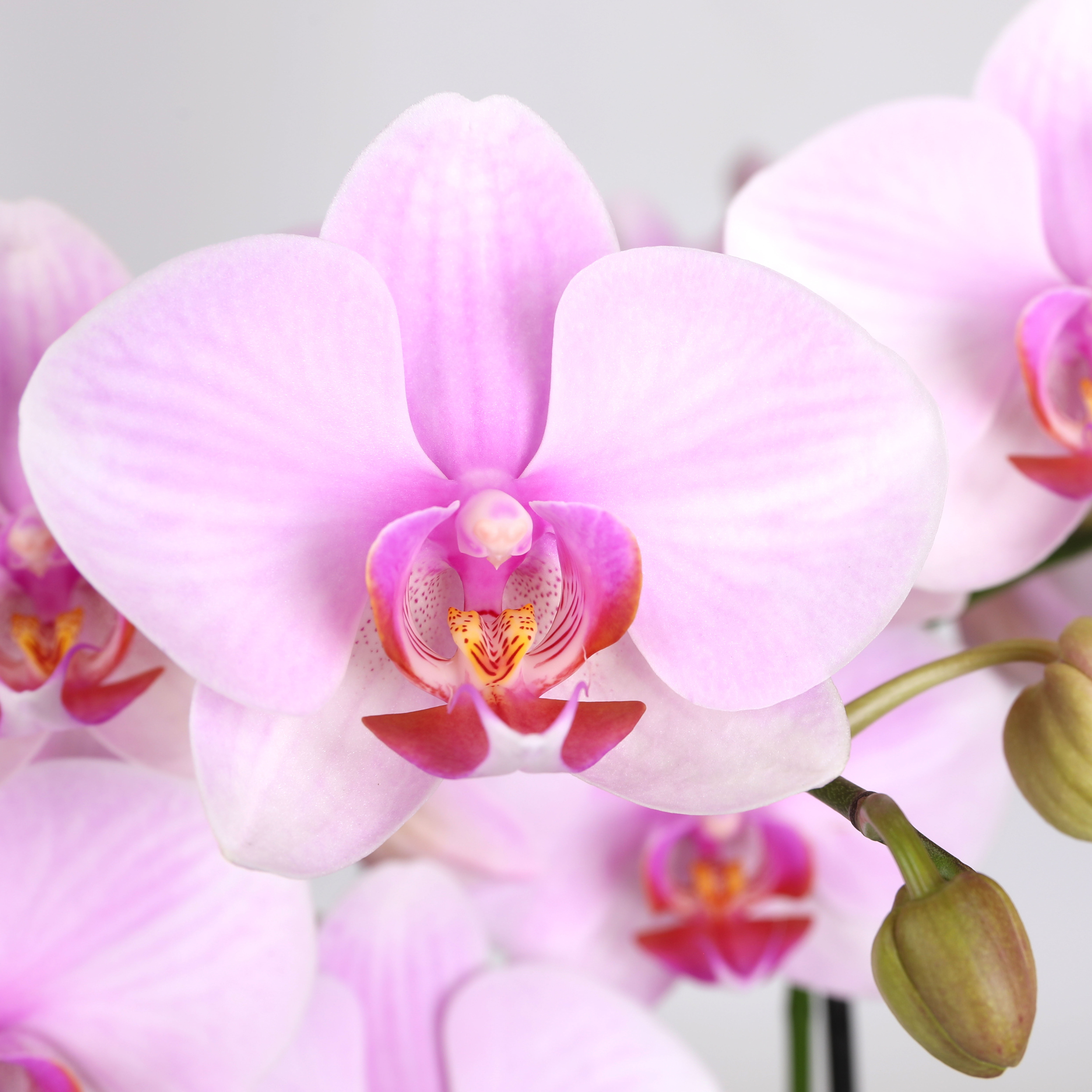 5” Light Pink Orchid in White Rockefeller Planter with Preserved Eucalyptus – Love You Edition
