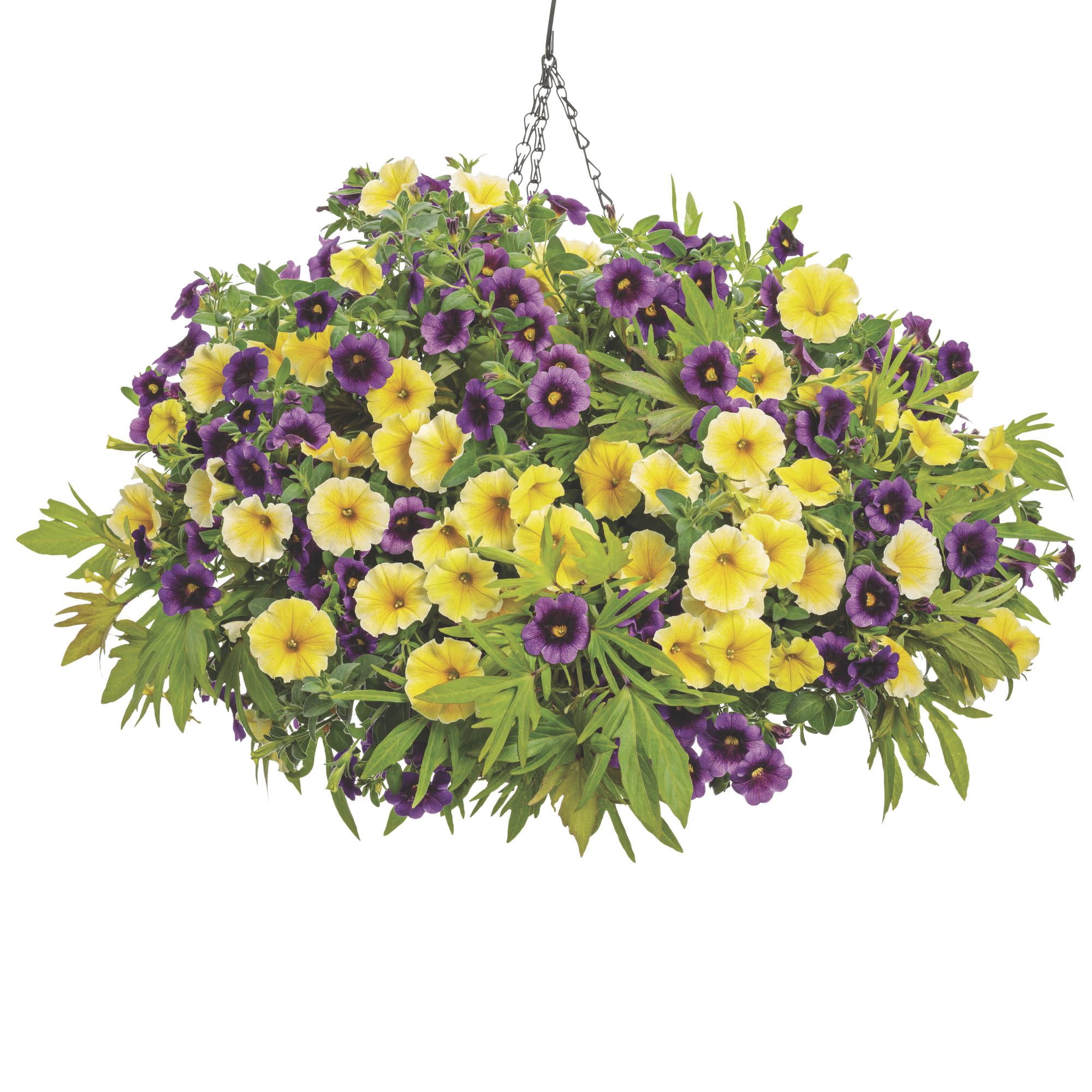 Proven Winners 4" Sweet Caroline Medusa Green Ornamental Sweet Potato Vine Live Plant in 4.25" Pot (4 Count)