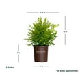 thumbnail image 5 of Southern Living Sunshine Ligustrum Live Shrub in 2-Gallon Grower Pot, 5 of 8