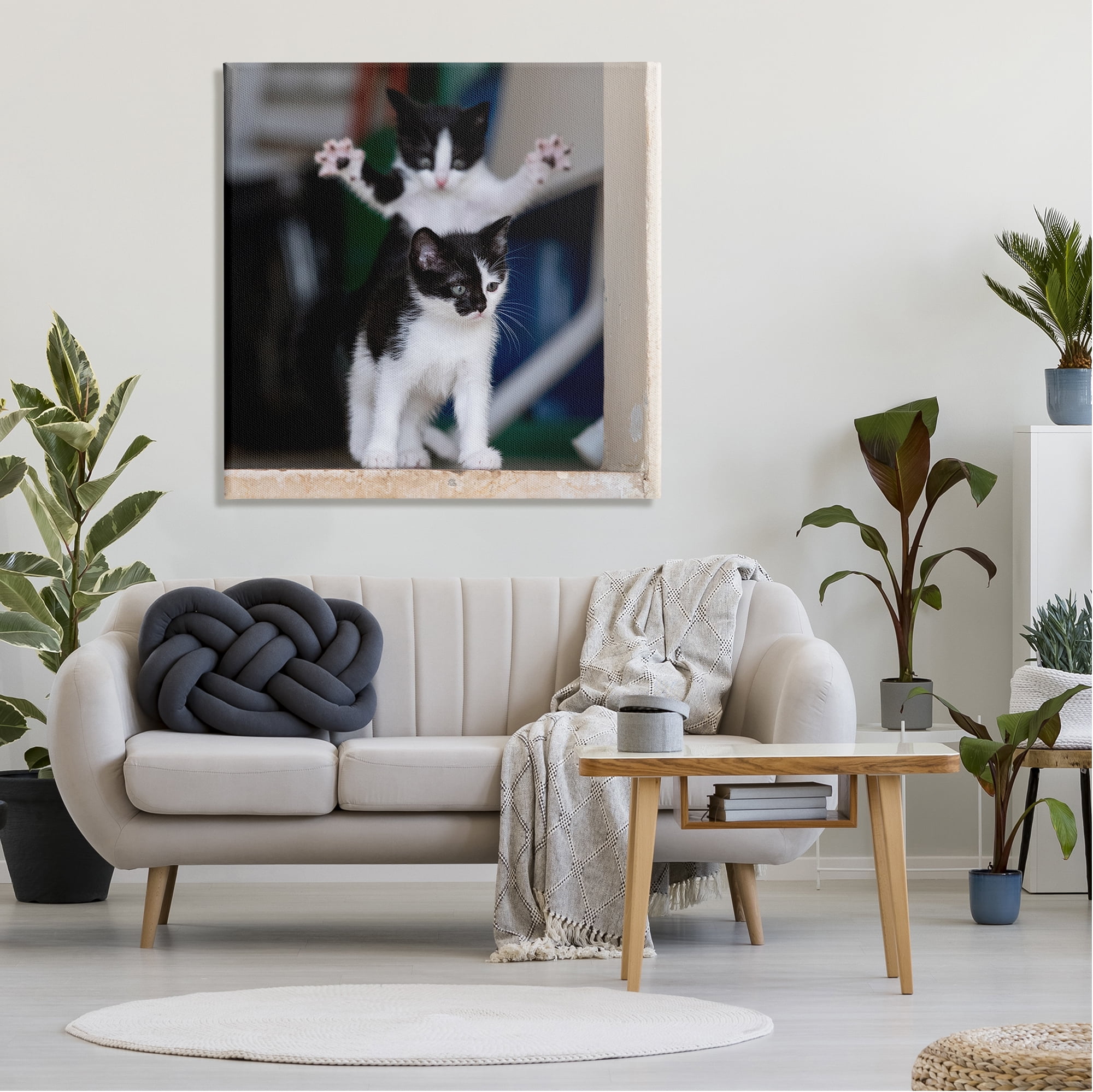 Stupell Industries Funny Cat Pose Photography Animals & Insects Photography Gallery Wrapped Canvas Art Print Wall Art, 36 x 36