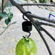 thumbnail image 4 of Foso Del Guardia de La de La Del Metal Negro con Los Cepillos de Limpieza para El Alimentador Del Colibrí Baoblaze guardia de foso de hormigas, 4 of 6