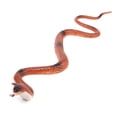 thumbnail image 2 of Juguete de serpiente de goma artificial, s de fiesta, serpiente naranja, accesorio de broma para jardín perfke Juguete de truco de simulación de modelo de serpiente King Cobra, 2 of 9