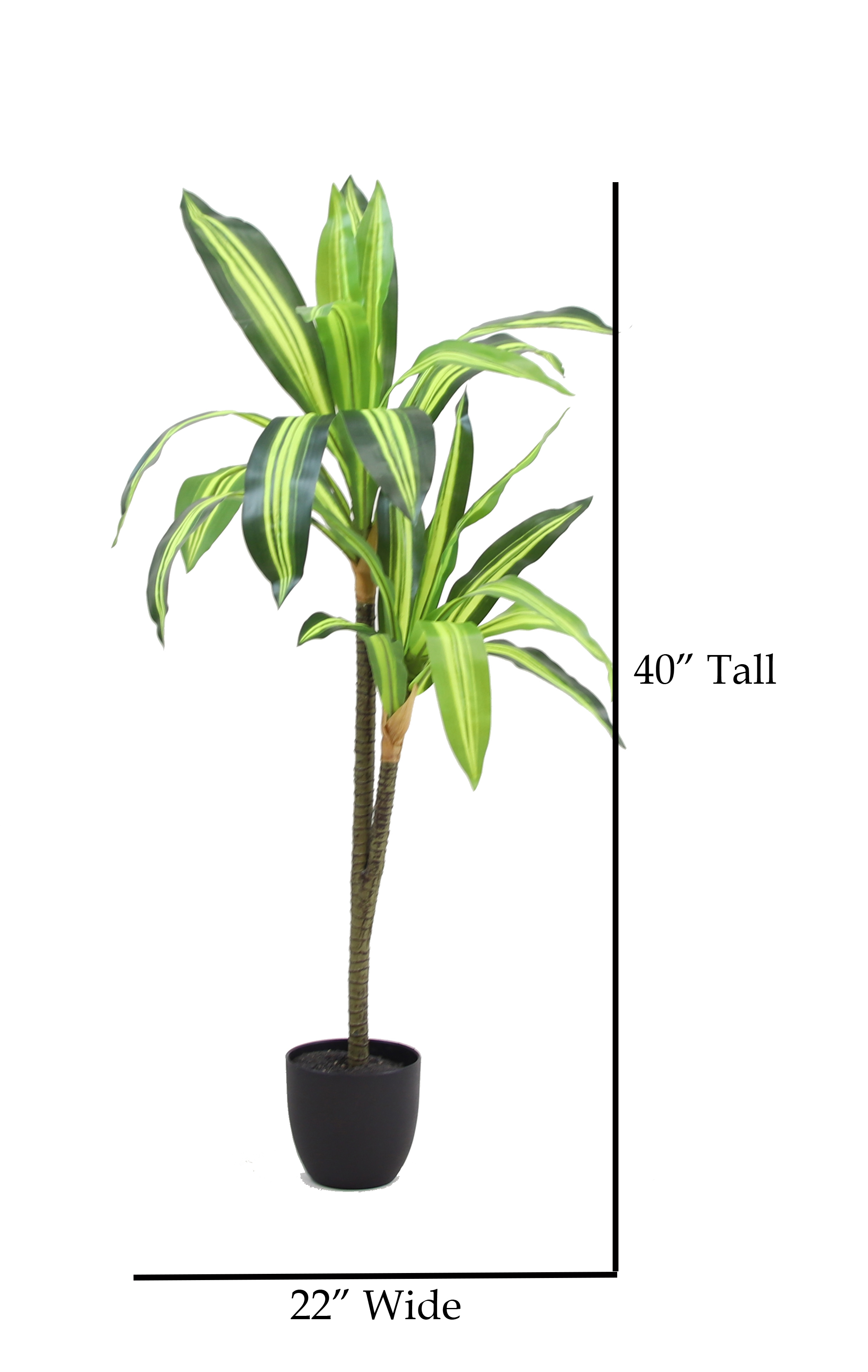 The Mod Greenhouse 40" Artificial Variegated Dracaena Tree in a 5.5" Black Matte Contemporary Pot (22 Leaf)