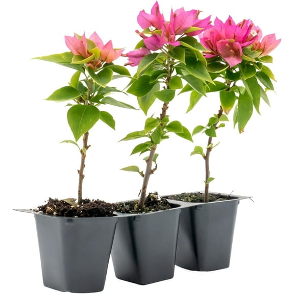 3 Torch Glow Bougainvillea | Live Plants in 2.5-inch Nursery Cubes | “Bougainvillea Spectabilis” | Vibrant Pink Blooms for Home and Garden