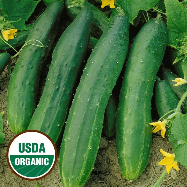 Everwilde Farms 1/4 Lb Organic Straight Eight Cucumber Seeds Gold