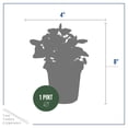 thumbnail image 5 of Live Aromatic and Edible Herb - Lemon Balm (4 Per Pack), Naturally Reduces Stress and Improves Air Quality, 8" Tall by 4" Wide in 1 Pint Pot, 5 of 7