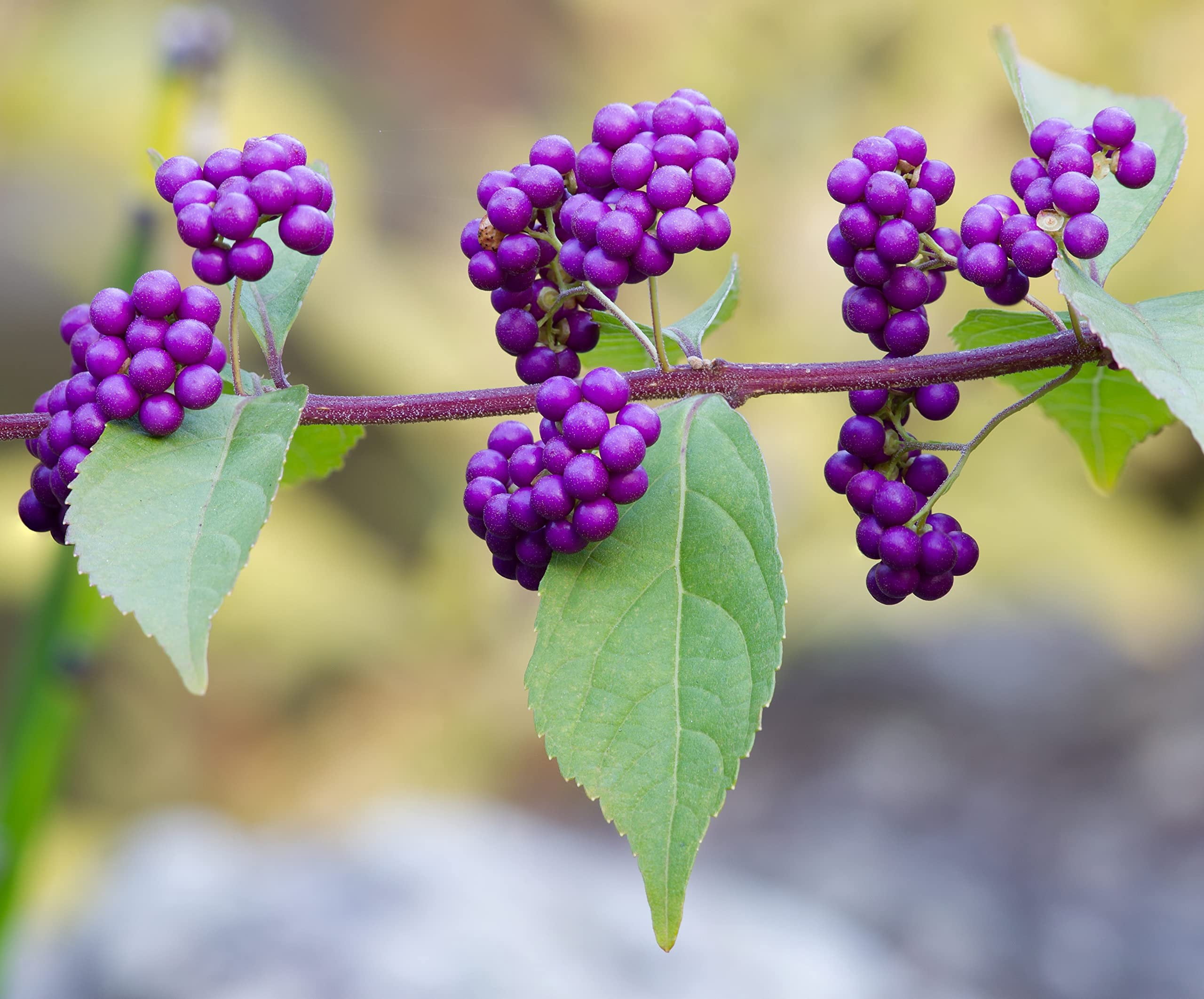 American Beautyberry  20 Live Plants  Callicarpa Americana  Bird Attracting Beautiful Berries and Foliage