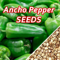 Honest Seed 50 Ancho Poblano Pepper Plant Seeds, Non-GMO