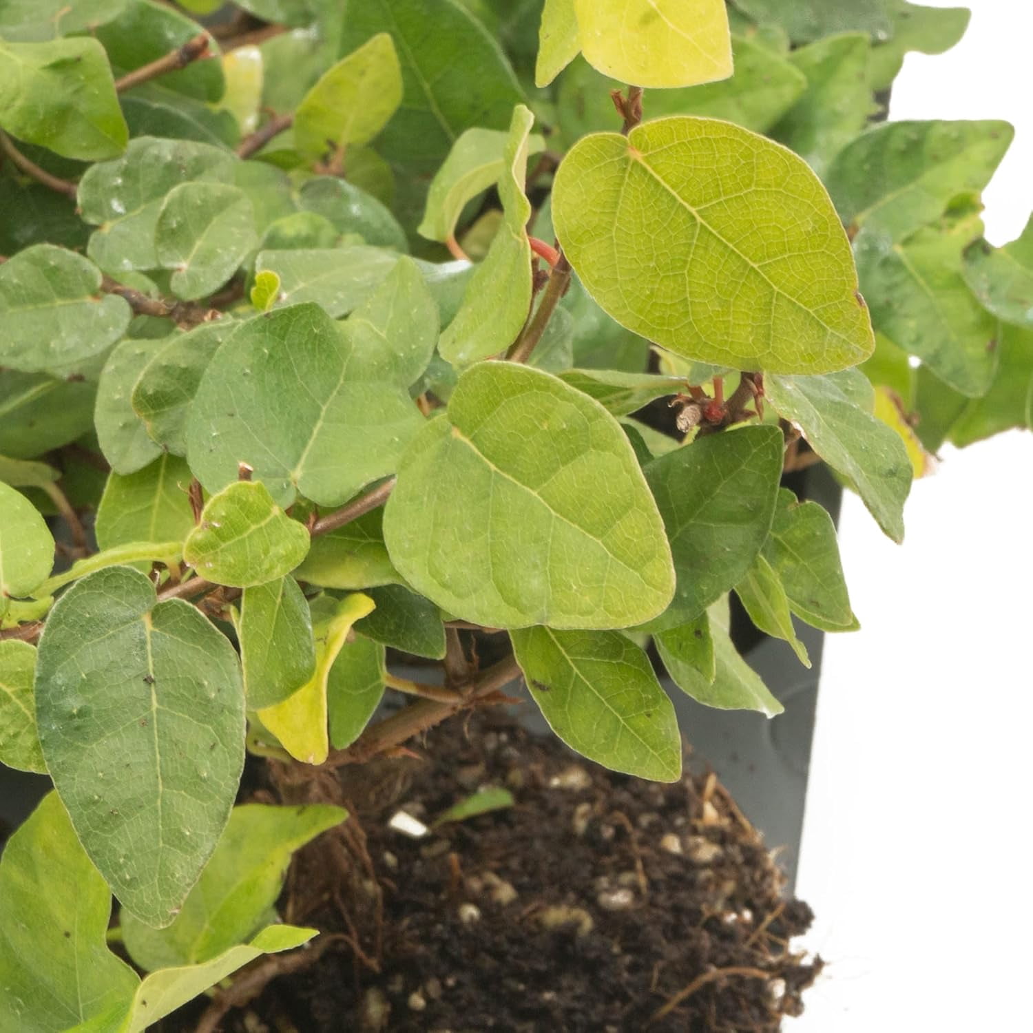 12 Ficus Repens Creeping Fig Live Plants – Starter Vines in 2.5” Nursery Cubes for Fast Coverage, Living Walls, Topiaries & Indoor/Outdoor Landscaping