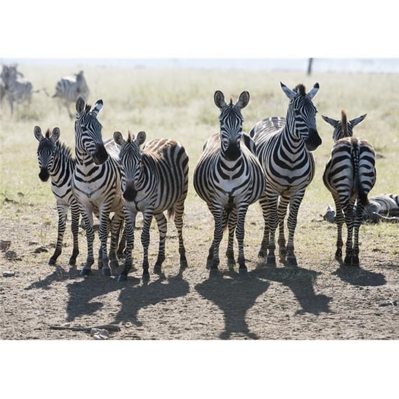 Six Common Zebra Stand in Line in Serengeti National Park Tanzania Poster Print - 36 x 26 in. - Large