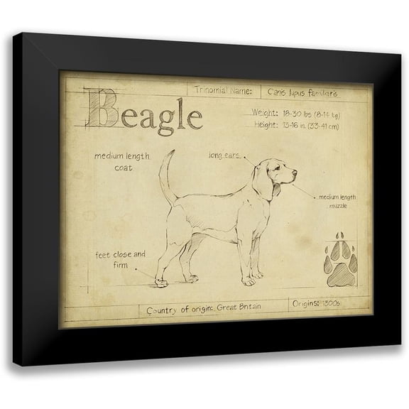 Harper, Ethan 14x12 Black Modern Framed Museum Art Print Titled - Antique Beagle (ASH)