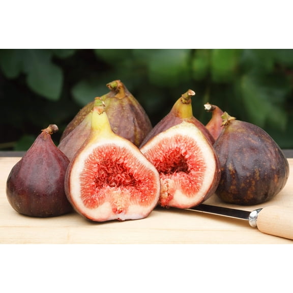 30 Seeds COMMON Edible FIG TREE Ficus Carica Purple Brown Skin Pink Fruit