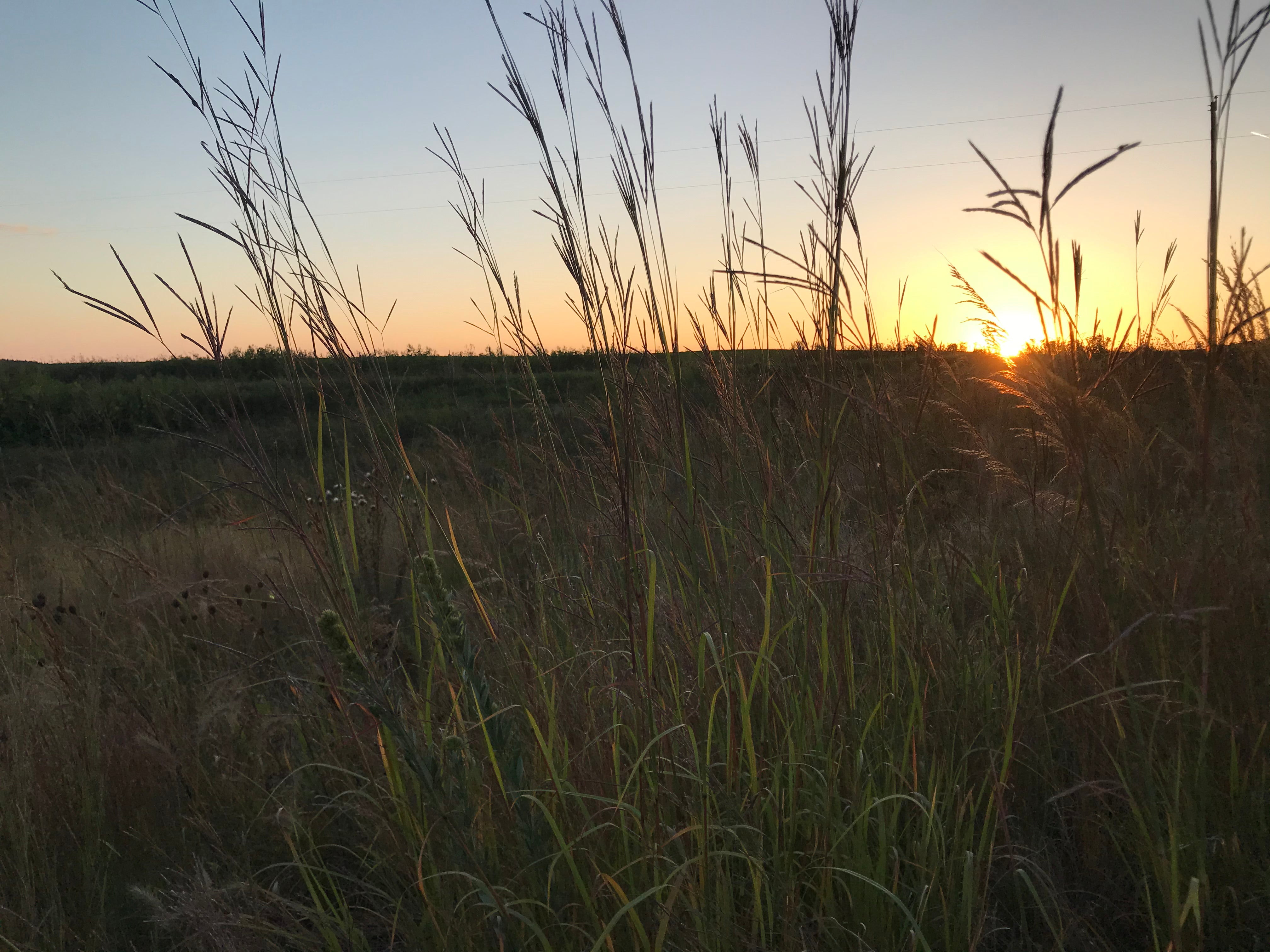 Hale Habitat & Seed Native Grass Seed Refuge, Deer & Wildlife Cover, 1/4 Acre