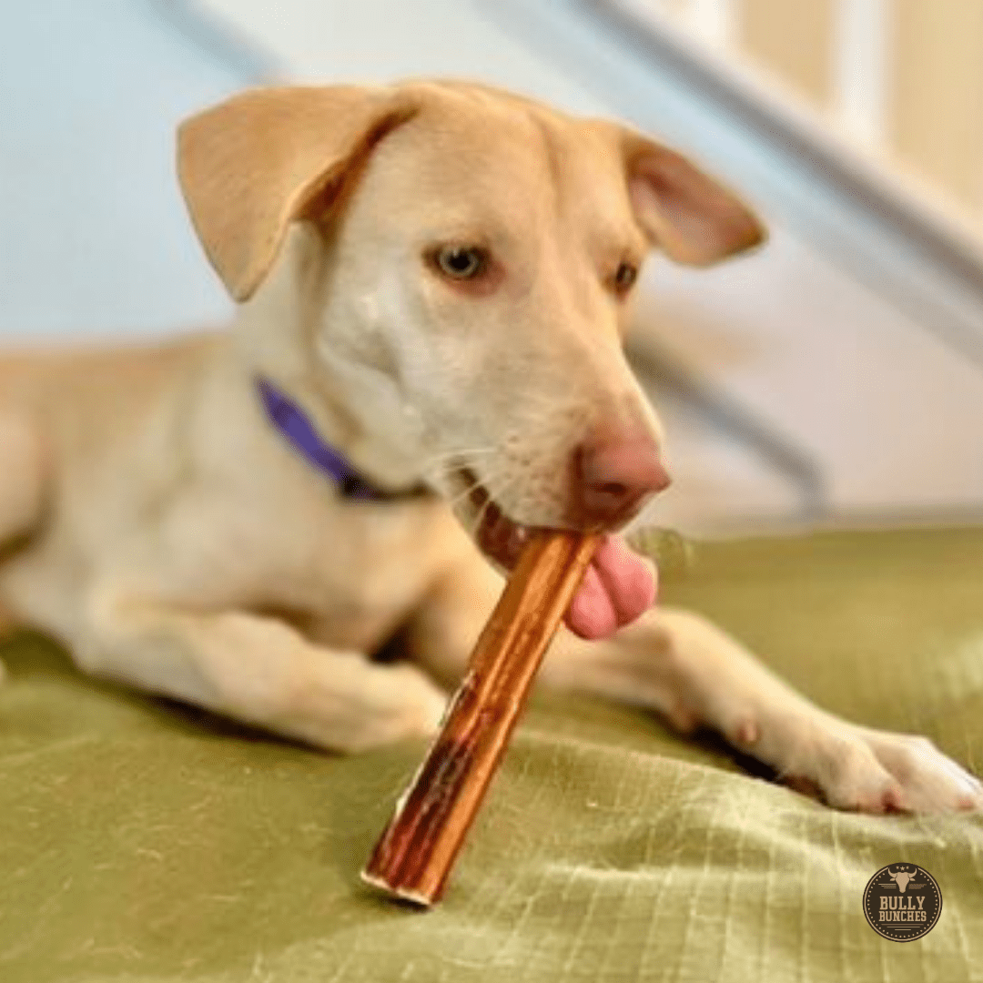 Bully Bunches Premium 6 Inch Jumbo Bully Stick - 6 Pack